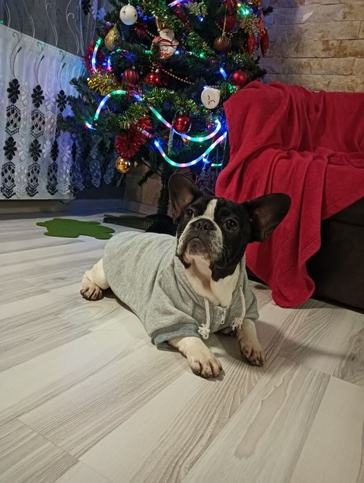 Bulldog francez femela