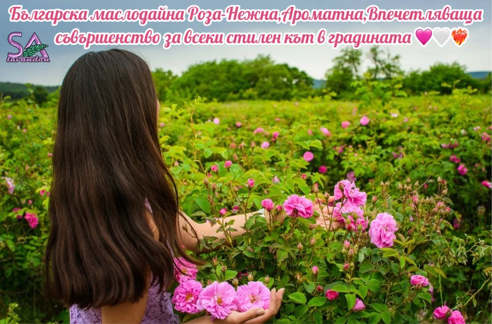 Лавандула разсад и лавандин – Български маслодайни рози (сортове)