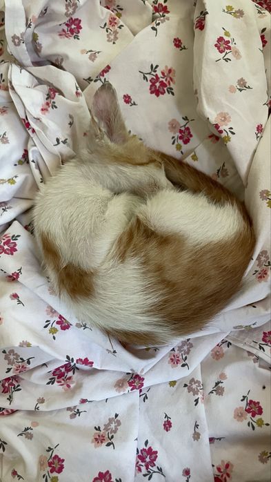 котёнок(мальчик)