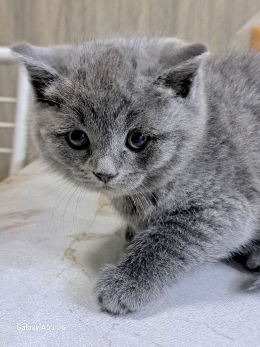 Котята, породистые.