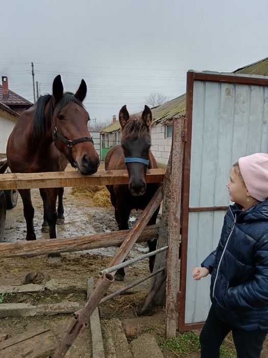 Mânza metis Frizian