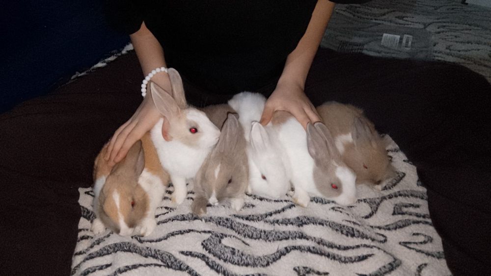 Кролики,2 месяца