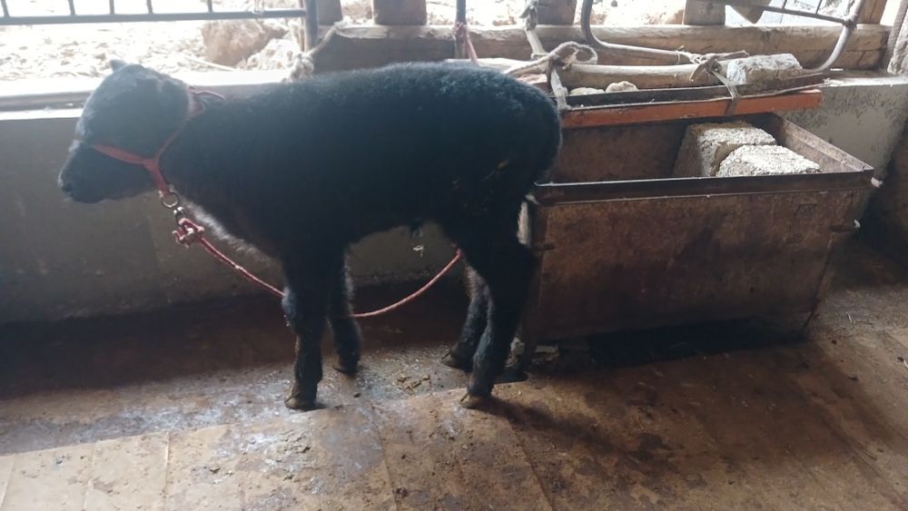 Бұзаулы сиыр сатылады туркестан