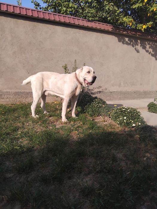 Алабай вязка чистокровный