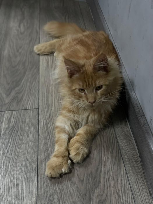 Продам Мейн-куна мальчика