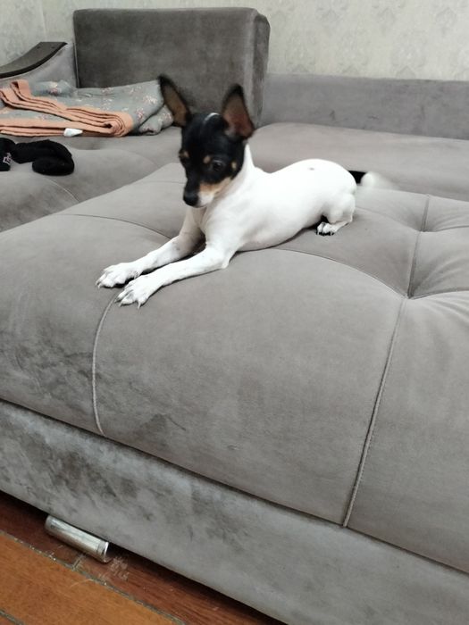 Продается  4 месячный Чихуашка.