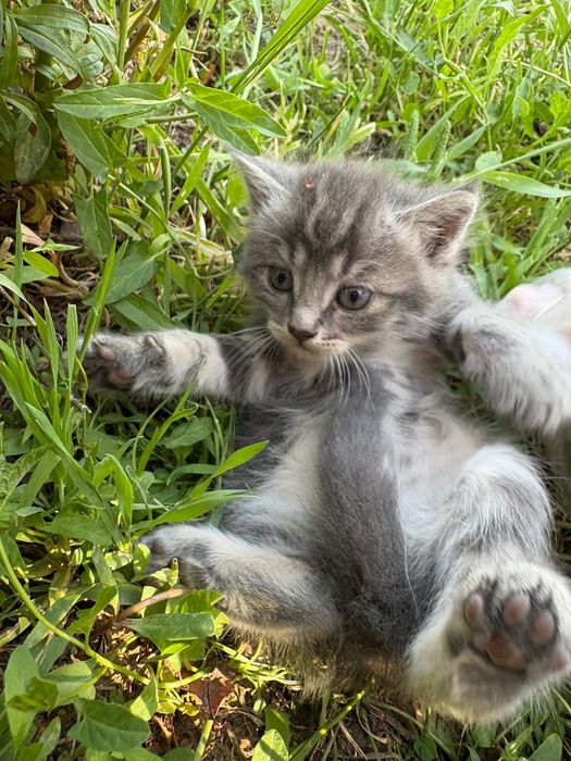 Котят отдам в добрые руки
