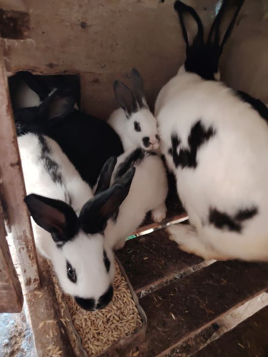 Продам кролиху с крольчатами.