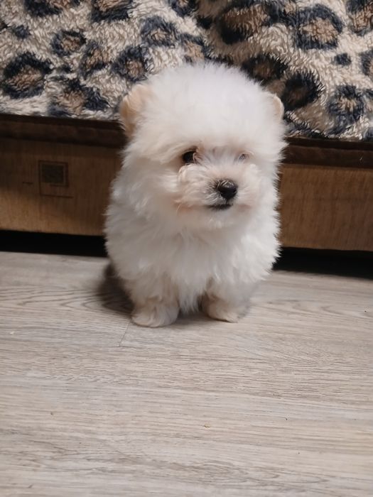 Cățeluși bichon  1 fetita si 1 băiețel
