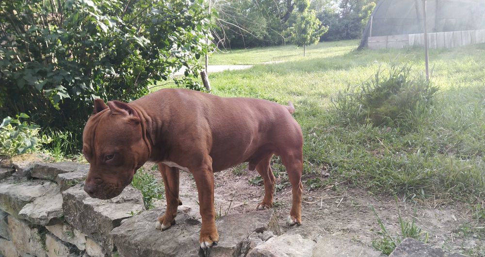 Американски питбул териер ,,Ред ноус''(American pitbull terrier Red nose)