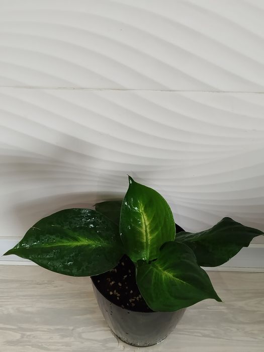 Defenbahiya Sang Chandra