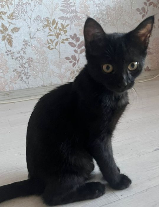 Срочно отдам бесплатно пародистых котят сиамские и шотландские смесь