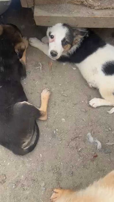 Щенки в ответственные руки