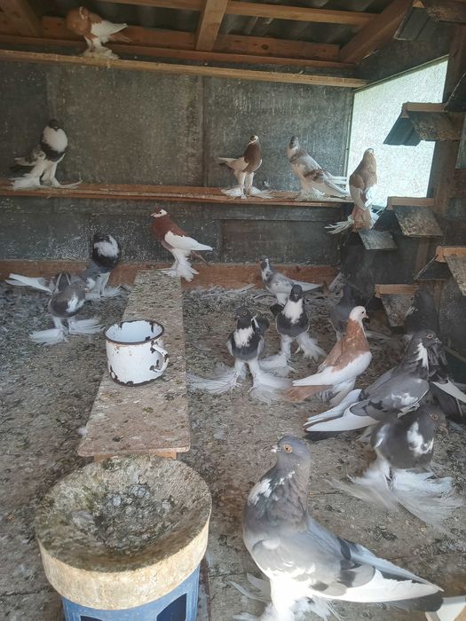 Vind porumbei gușați și toboșari germani