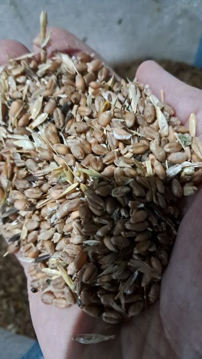 Сечка гороха  пшеница, зерноотходы