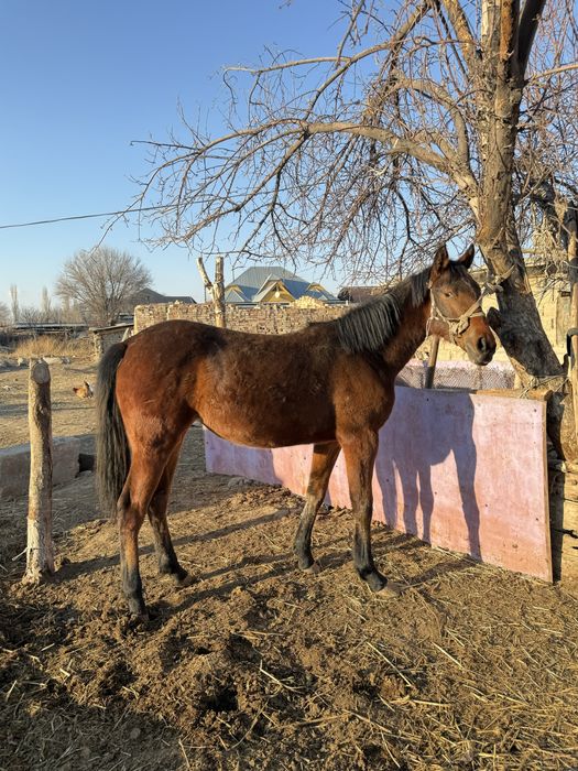 Байтал сатылады кобыла