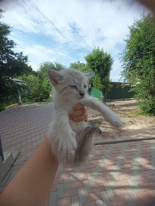 Котята породистые