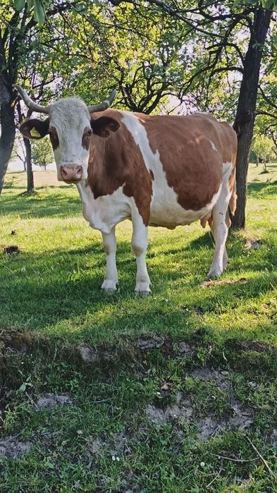Vaca de vanzare buna de lapte