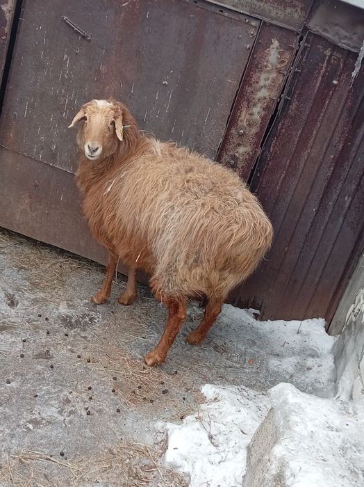 Продам овцематку жирная