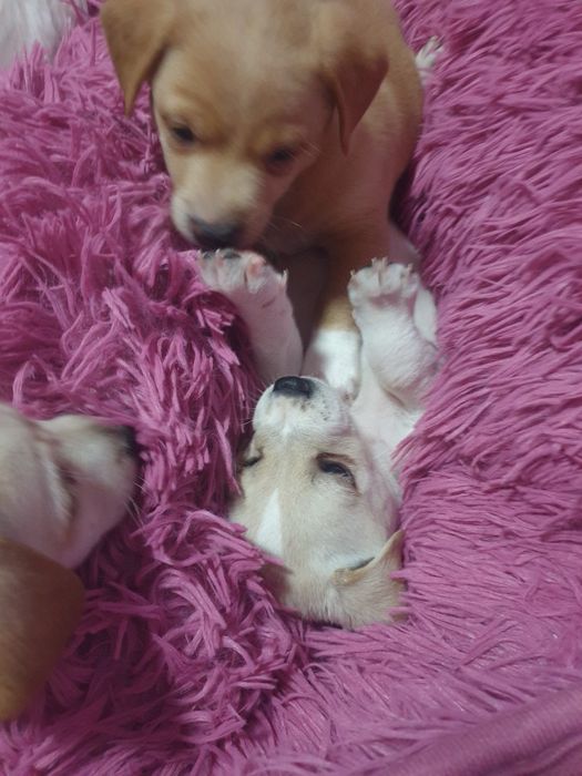 Отдаём щенков в хорошие руки бесплатно