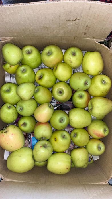 Яблоко домашнее сочное