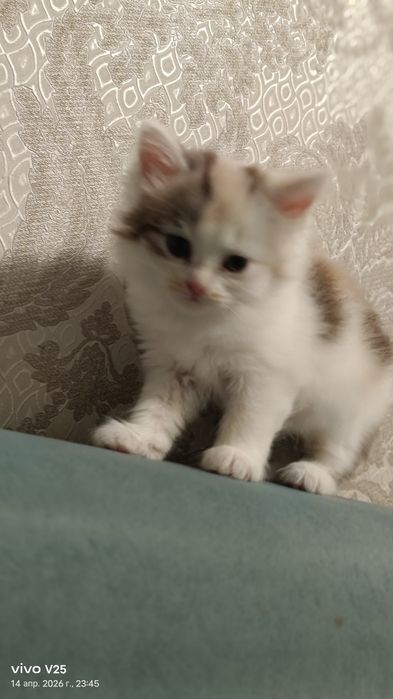 Отдам котят бесплатно