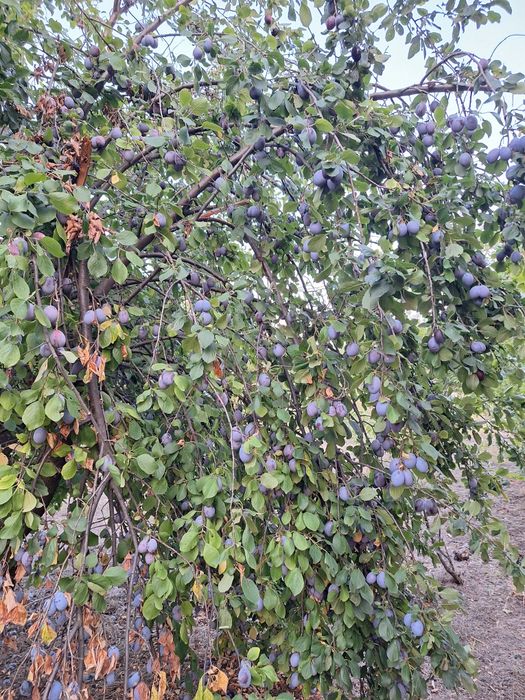 Prune pentru țuică – soi Tuleu Gras