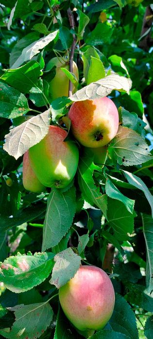 Продам дачу, район Телецентра СО "Кристалл"