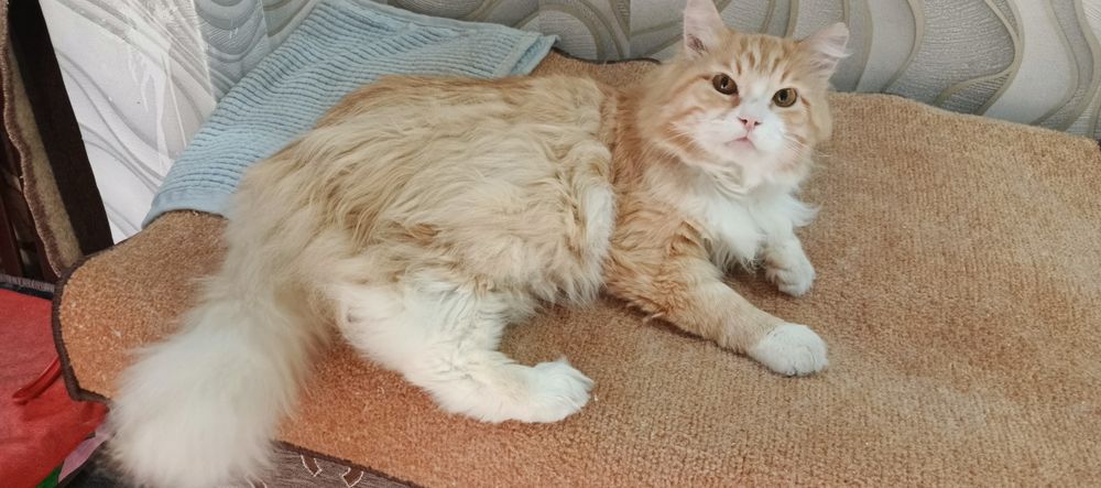 Отдам в надёжные добрые руки кота