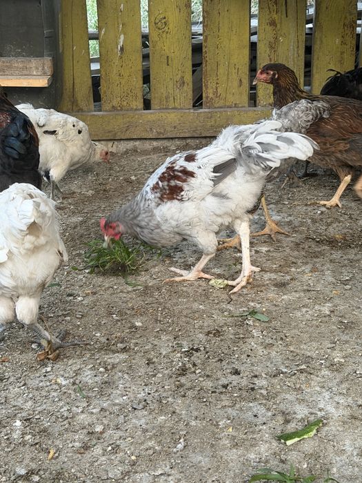 Продам петушков 3