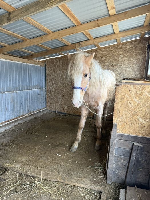 Кунан сатылады багасына келісеміз