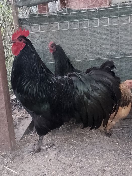 Oferta familie australorp!