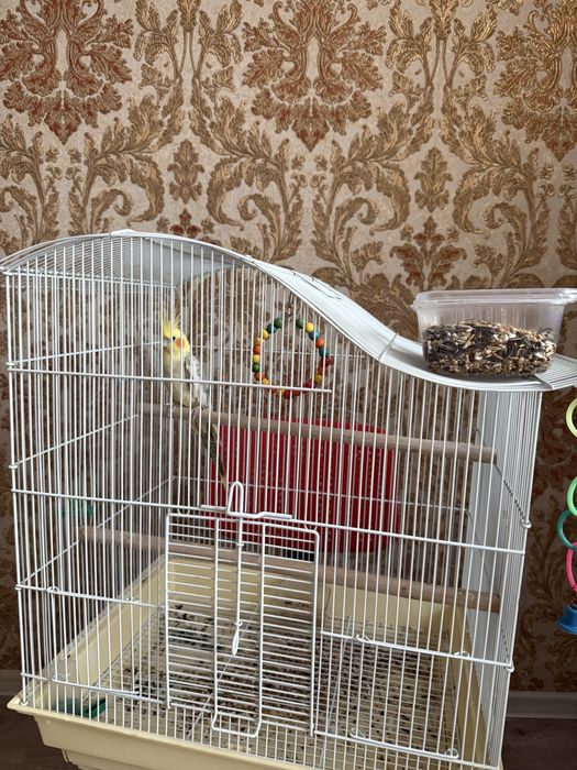 Попугай карелла