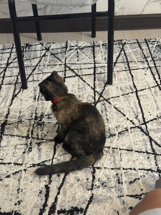 Котенок воспитанный