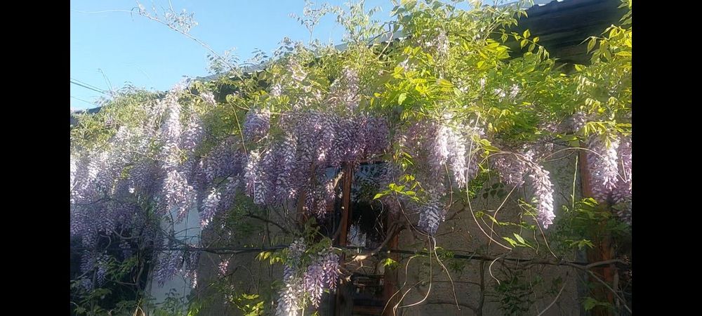 Глициния китайская (не укрывная)