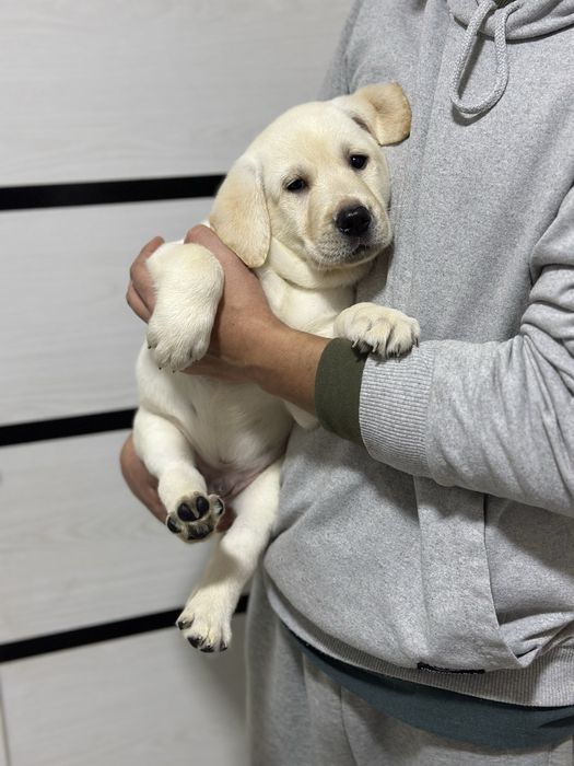 Лабрадор ретривер