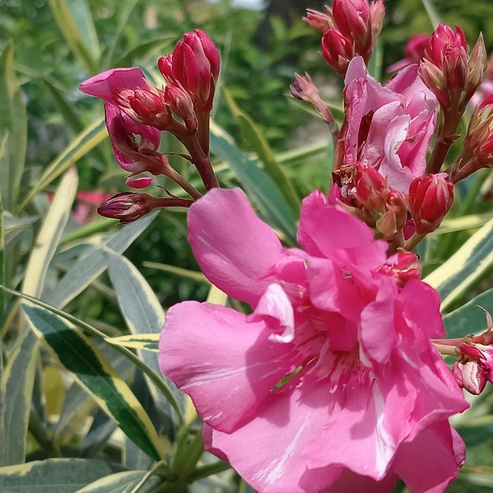 Олеандр вариегатный (Nerium oleander variegata) — 120 см