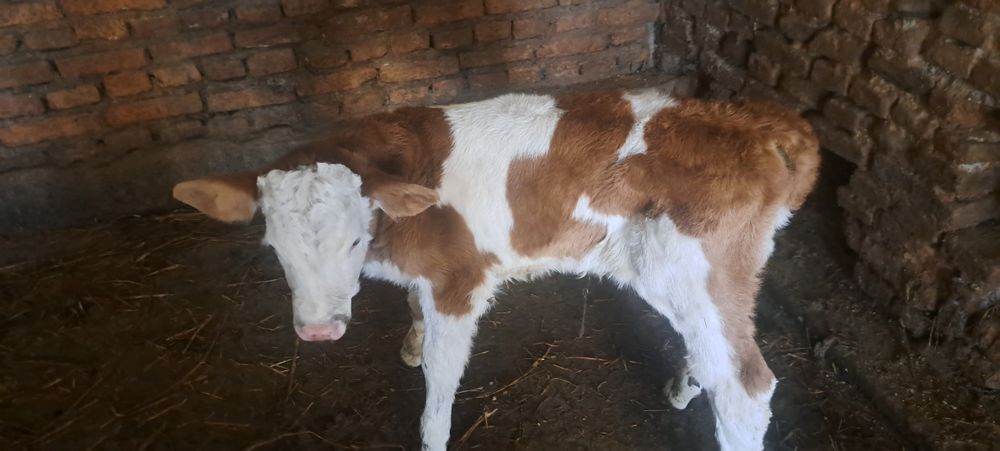 Vand vitel baltat românesc
