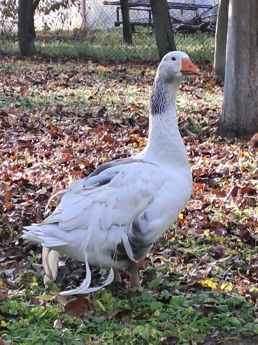 Vând gâscan (boboc din primăvară)