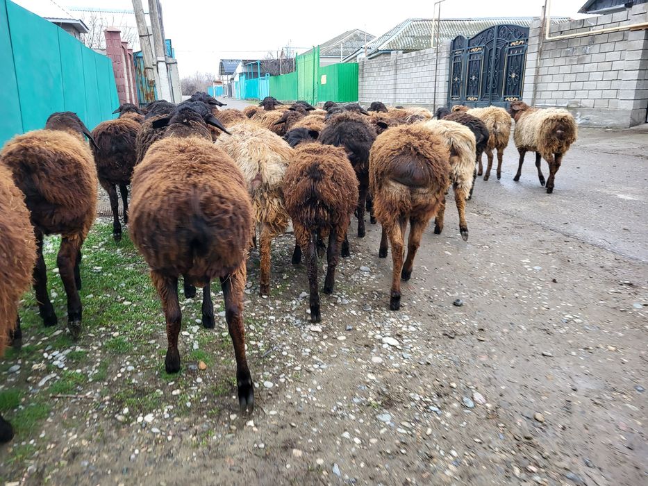 Қошқар,қошқарлар,Бараны