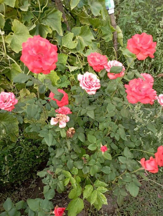 Розы посадочные "Анжелика","Казахстанский".