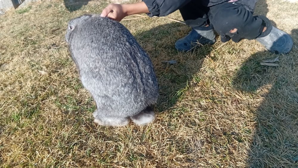 Қояндар сатылады