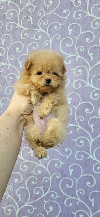 Мальтипу Ф_1 шикарный мальчик