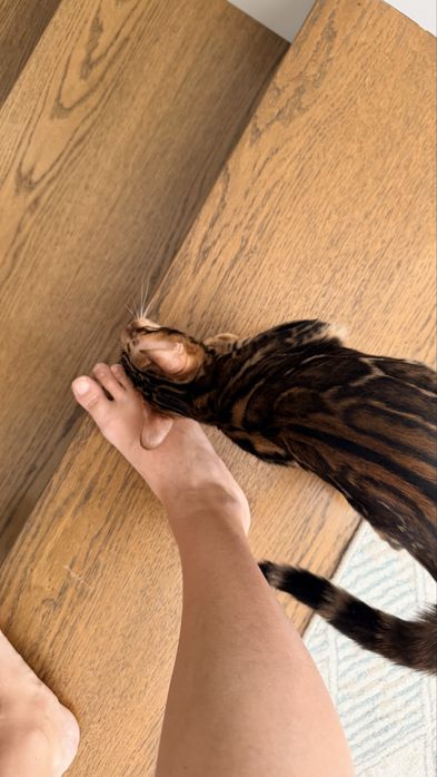 Кот Бенгал 6 месяцев