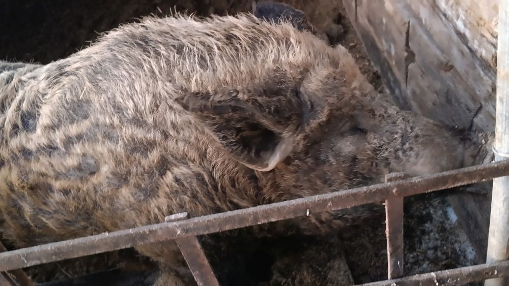 Продам хряка 200 000тг