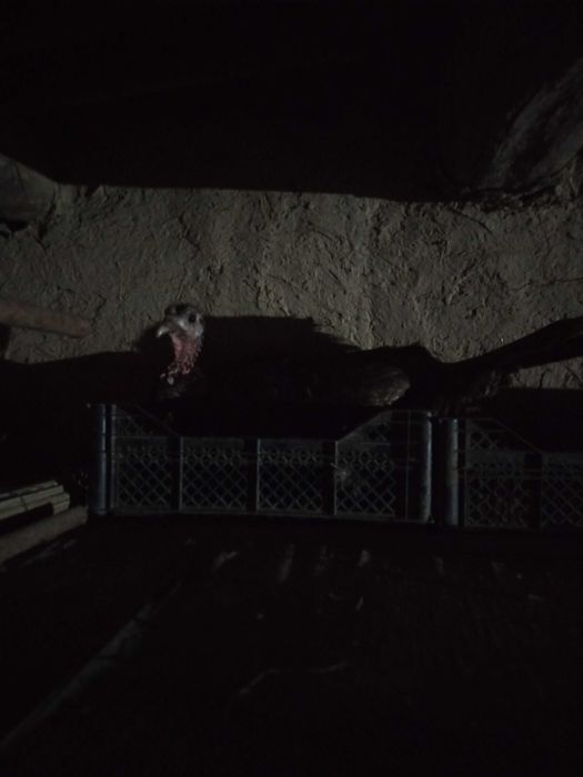 Курк курка сотилади