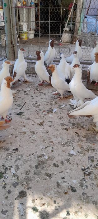 Porumbei de ornament