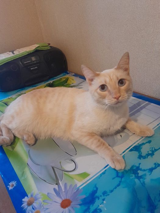 Отдам милых котеек