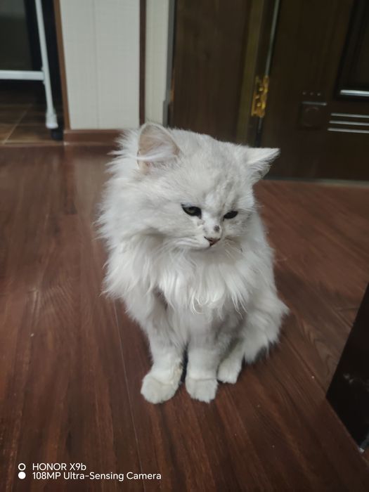 Mushuk sotiladi zotlik