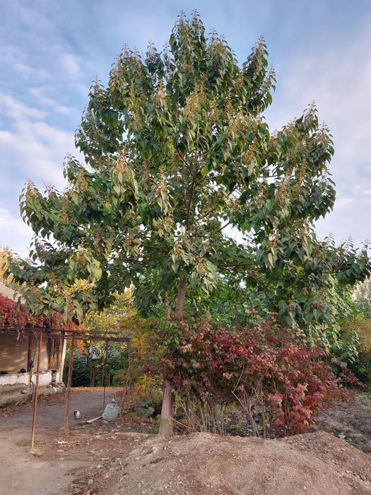 Дерево Павловния